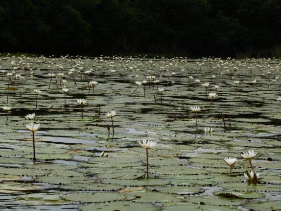Water Lilies crescem em remanso do rio Dulce, no nosso caminho para Livingston, no litoral da Guatemala